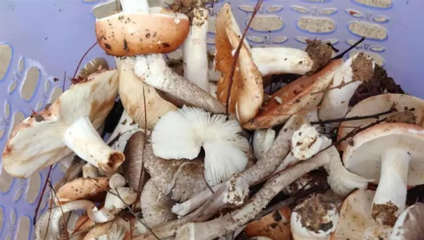jiejie怎么不找自己问题,刘伯温精选四肖八码期期准最新一,最新核心解答落实_高级版V7.6